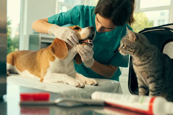 A veterinarian examines a beagle's teeth while a tabby cat waits, illustrating proactive dental care for pets.