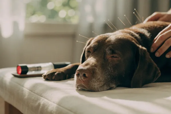 A senior Labrador receives acupuncture and cold laser therapy at a modern veterinary clinic.