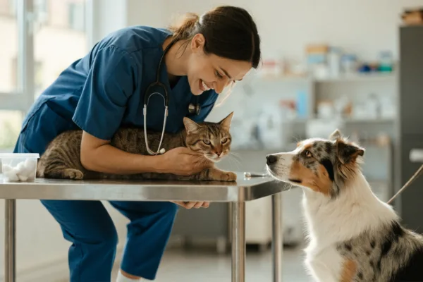 A veterinary technician in scrubs examines a tabby cat while an Australian Shepherd waits in a clinic.