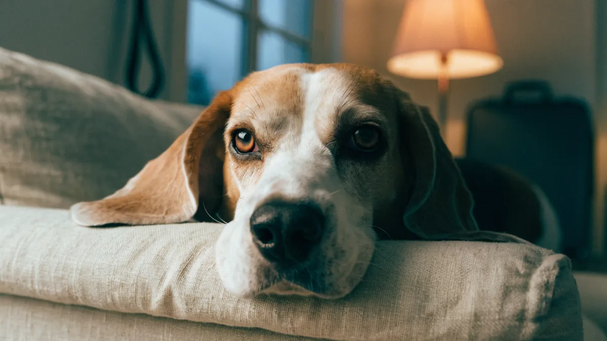 Boarding vs. Pet Sitter: How to Choose the Best Vacation Care for Your Pet