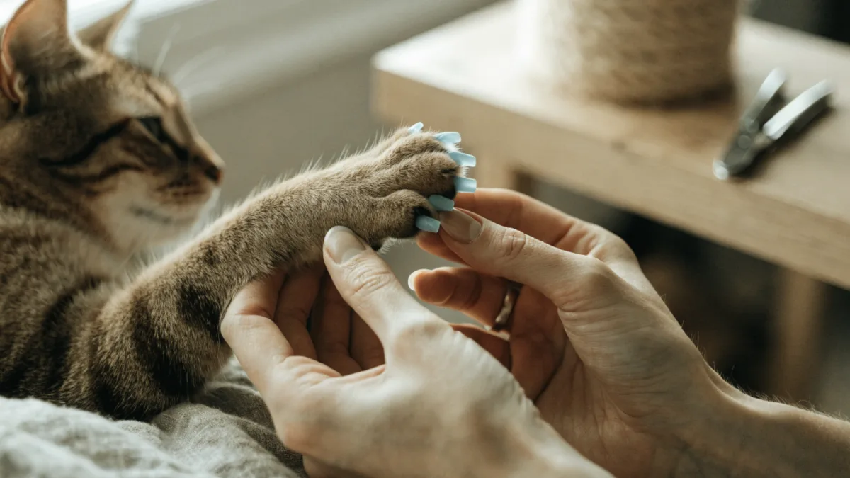 Claws Without Cruelty: Humane Alternatives to Declawing That Actually Work