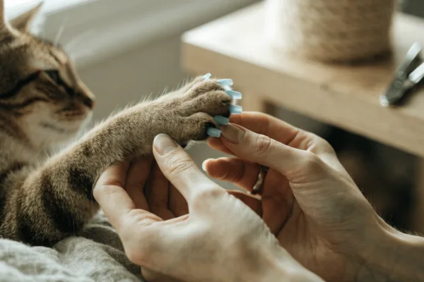Vinyl nail caps being gently applied to a relaxed cat's claws as a humane alternative to declawing.