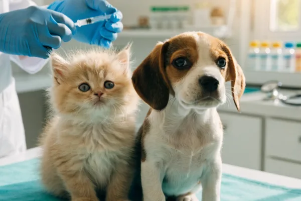 A kitten and puppy receiving core vaccinations during a veterinary wellness exam.