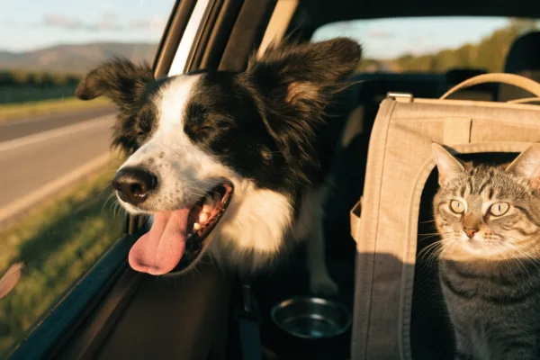 A joyful dog hanging out a car window contrasts with a stressed cat in its carrier during a road trip.