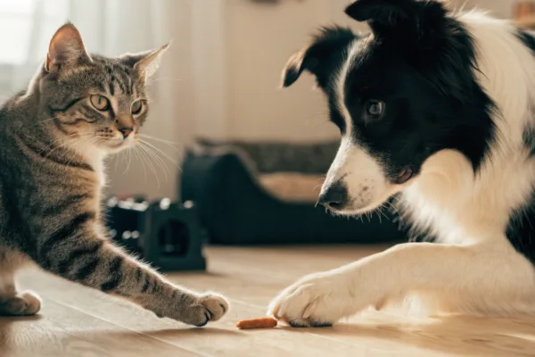 A tabby cat and border collie each reach with a favored paw toward a treat, illustrating paw dominance.