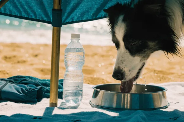 A border collie drinks fresh water in the shade of a beach umbrella, staying safe from hot sand and saltwater.