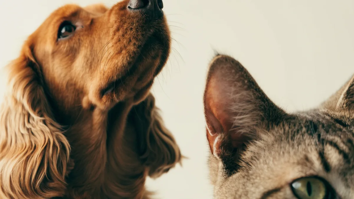 Scratching the Surface: Why Ear Infections Differ in Dogs vs. Cats (And How to Spot Them)