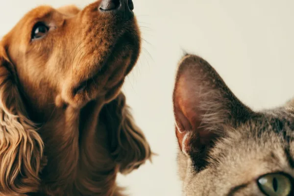 A floppy-eared Cocker Spaniel and a domestic shorthair cat compared side by side, illustrating differing ear anatomy.