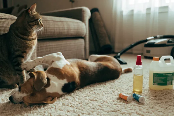 A dog and cat in a carpeted living room surrounded by flea treatment supplies during a household infestation cleanup.