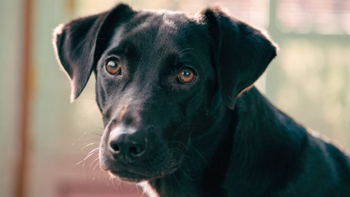 The Black Pet Bias: Overcoming “Black Dog Syndrome” and Black Cat Superstitions