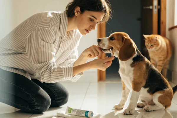Owner gently brushes a beagle puppy's teeth with a finger brush and pet-safe toothpaste at home.