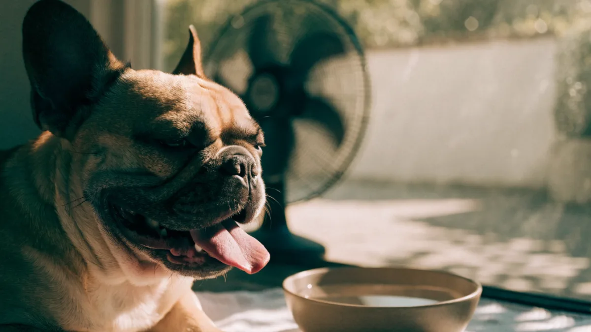 ** The Canine Cooling Myth: Why Your Summer Dog-Care Routine Might Be Doing More Harm Than Good