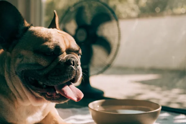 A French Bulldog cools off safely by panting in the shade with fresh water and a cooling mat on a hot summer day.