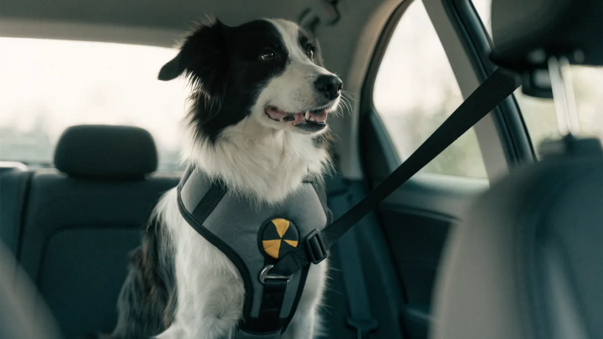 The Crash Test Canines: Why Seatbelts and Car Seats Save Pet Lives