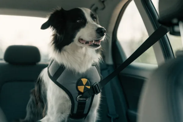 A border collie wearing a crash-tested dog harness buckled into a car's back seat seatbelt.