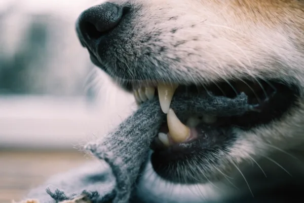 Close-up of a dog's teeth gripping a frayed sock fragment, a telling sign of pica.
