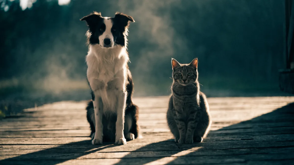The Great Pretenders: Why Dogs and Cats Instinctively Hide Their Pain