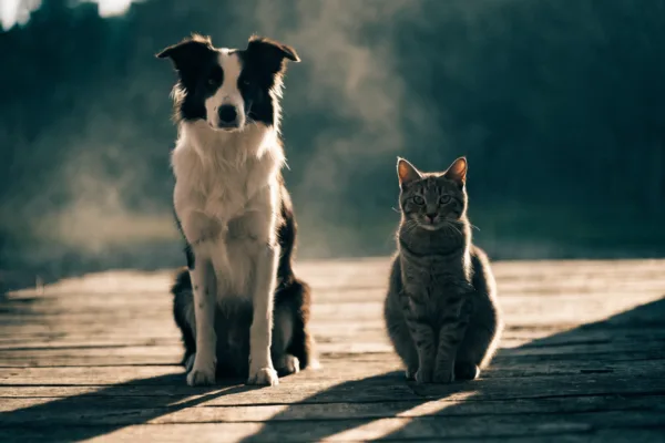 A stoic border collie and grey tabby cat sit composed at dusk, masking discomfort as evolution instinctively compels them to.