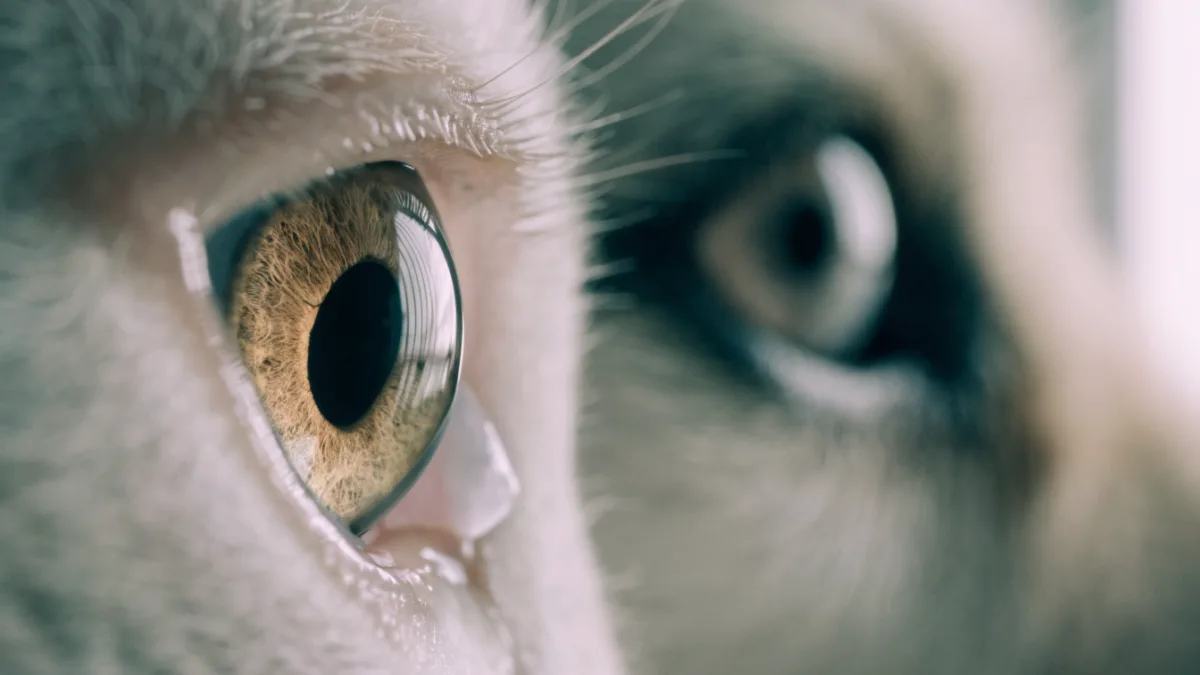 The Hidden Shield: Understanding the Third Eyelid in Dogs and Cats