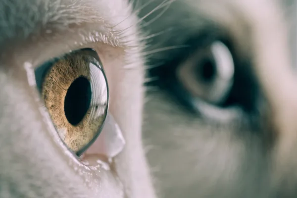 Extreme close-up of a cat's amber eye revealing the pale third eyelid membrane at the inner corner.