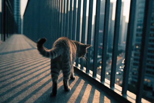 A tabby cat peers through high-rise balcony railings, illustrating the hidden dangers of high-rise syndrome for apartment pets.