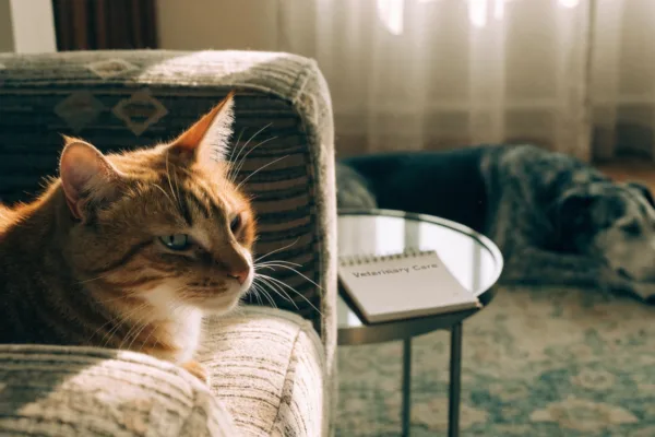 A healthy FIV-positive cat relaxes at home alongside a dog, reflecting manageable care and species-specific viruses.