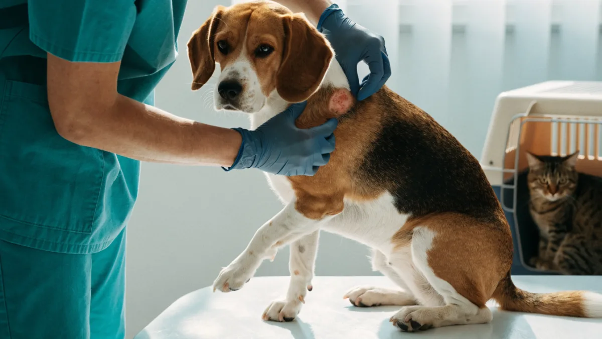The Itch That Bites: Identifying and Treating Hot Spots on Dogs and Cats