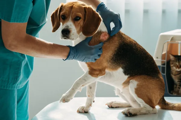 A veterinarian gently examines a red, irritated hot spot on a Beagle's neck while a cat waits in the background.