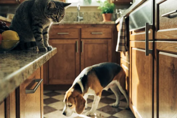 A tabby cat perches on the kitchen counter while a beagle sniffs the floor below, illustrating natural feline and canine instincts.