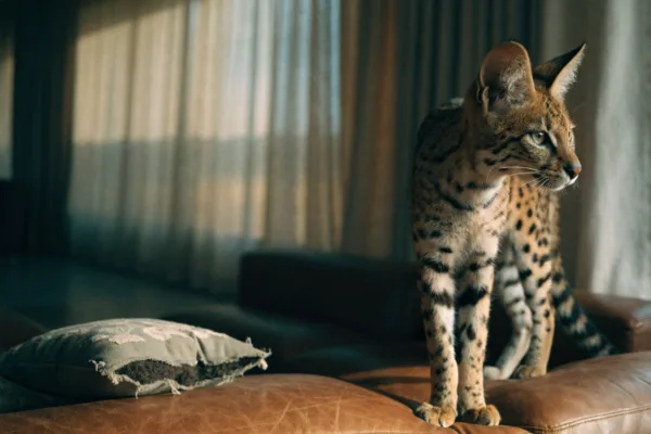 A tense serval perched on a living room sofa, symbolizing why wild cats don't belong in homes.