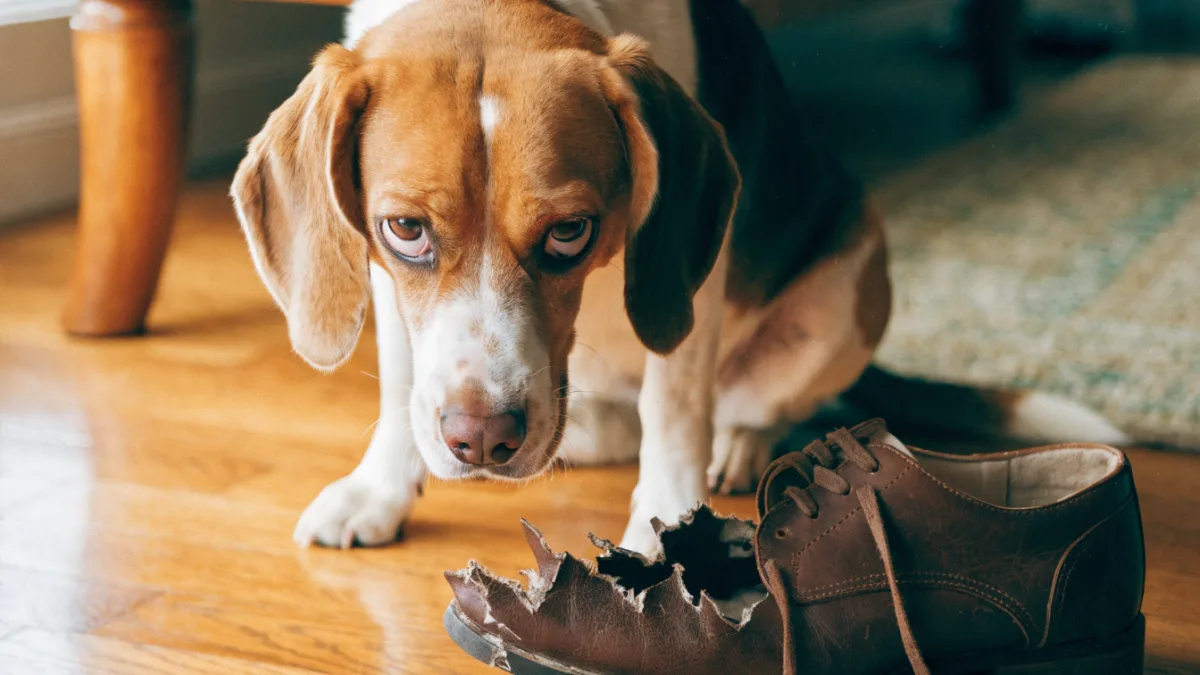 The Myth of the “Guilty” Pet: Why Your Dog or Cat Isn’t Actually Sorry