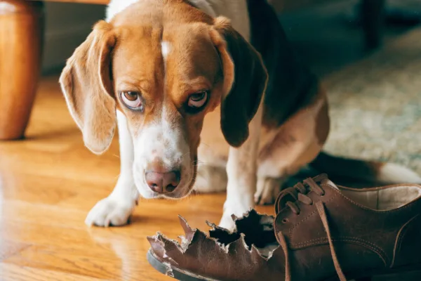 A beagle shows the classic "guilty look"—flattened ears and averted eyes—beside a chewed shoe.