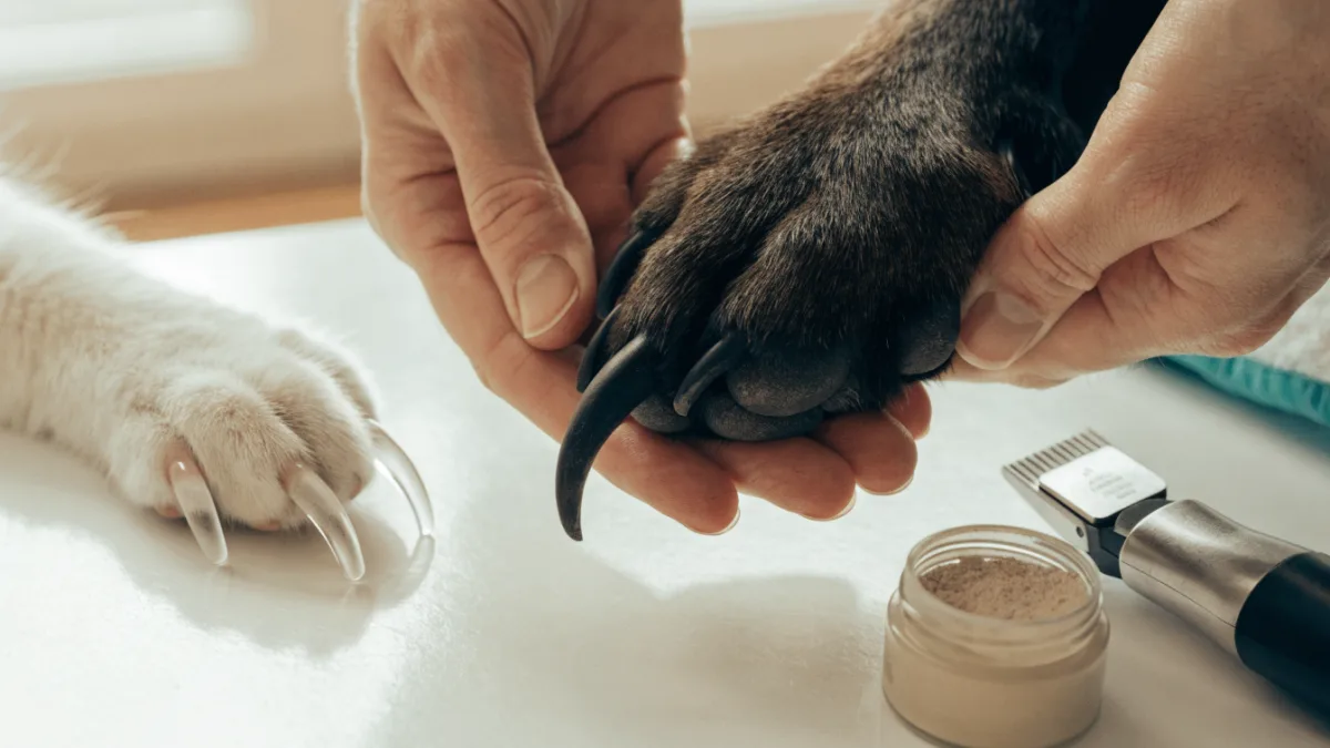 The “Quick” and the Dead: A Guide to Safely Trimming Dark Dog Nails vs. Clear Cat Claws