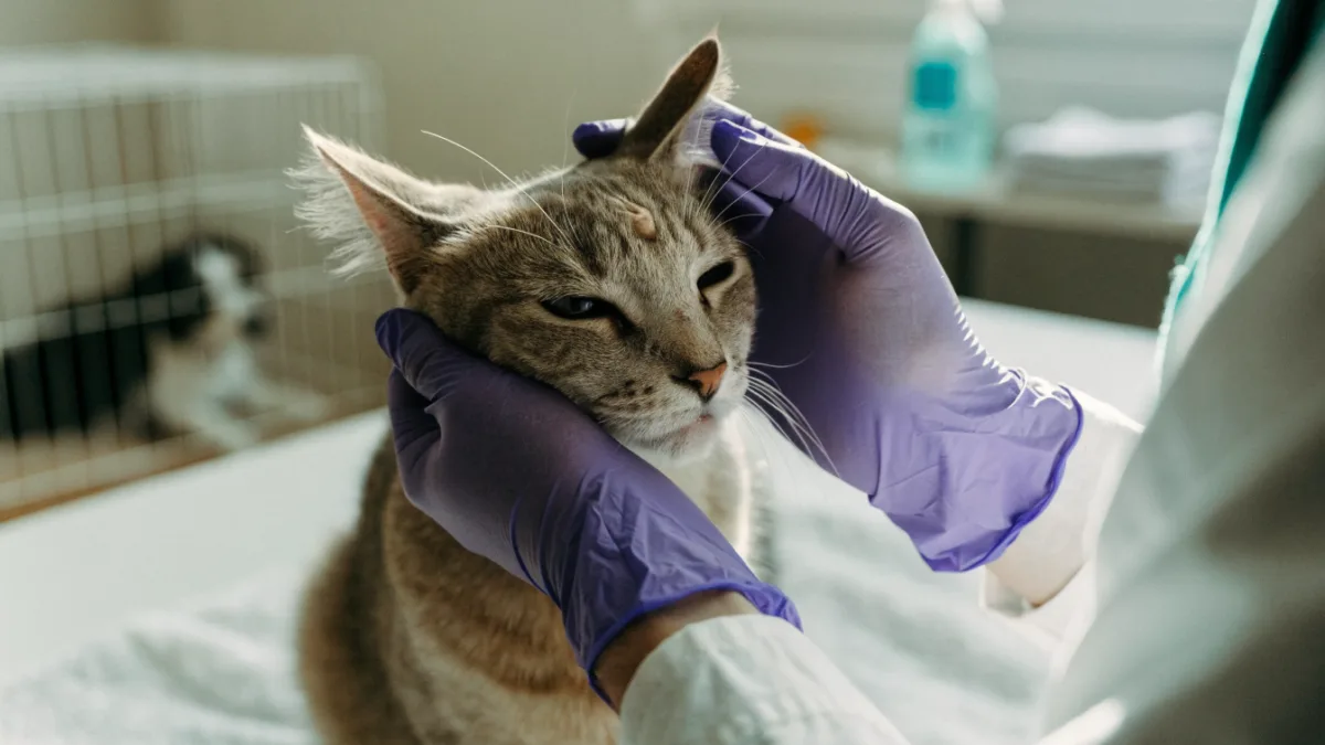 The Ringworm Rout: Eradicating the Highly Contagious Fungus in Multi-Pet Homes