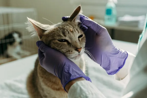 A gloved foster caregiver examines a cat's ringworm lesions while a quarantined dog and disinfecting supplies sit nearby.