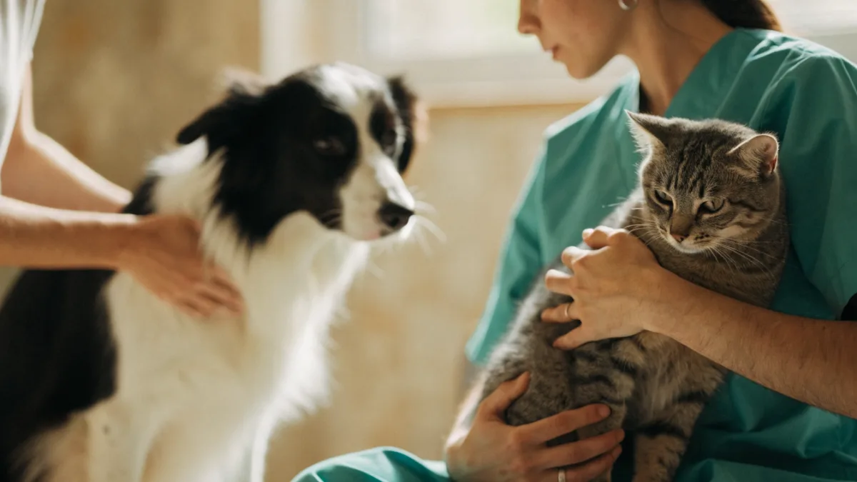 The Scruffing Myth: Why the “Mother’s Grip” Harms Adult Dogs and Cats