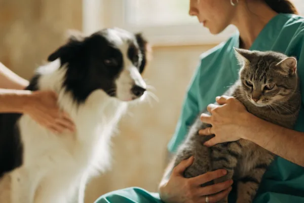 An adult cat and dog gently supported by hands under their bodies, demonstrating fear-free handling over scruffing.