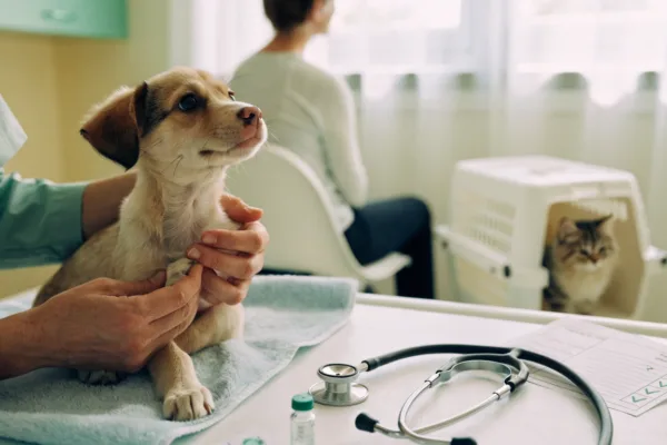A veterinarian's hands examine a small puppy while a kitten waits in its carrier at a bright clinic.