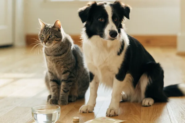 A dog and cat at home beside monthly heartworm preventive medication, emphasizing year-round protection for pets.