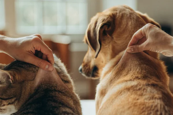 Hands perform the skin tent test on a cat and dog to check for dehydration at home.