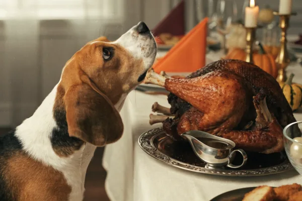 A beagle eyes carved turkey bones and gravy on a Thanksgiving table—holiday foods that are toxic to pets.
