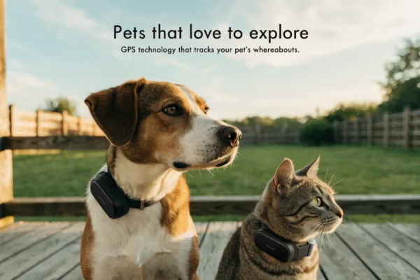 A dog and cat wearing GPS tracking collars sit together before exploring the backyard.