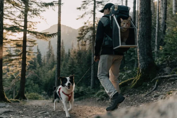 A hiker with a leashed border collie and a tabby cat in a backpack carrier enjoys a forest mountain trail.