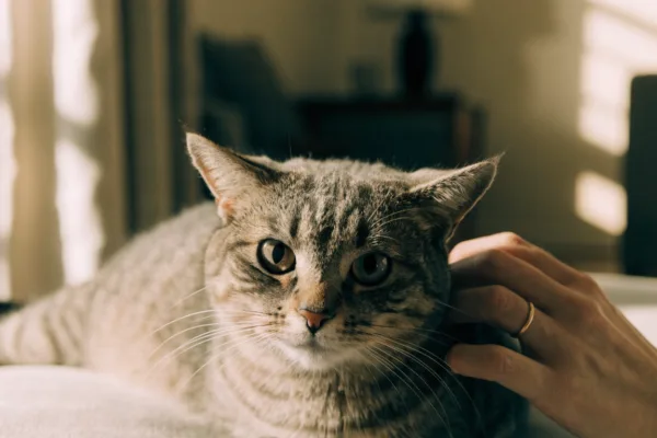 Flattened ears and dilated pupils show a cat's tolerance for petting has reached its limit.